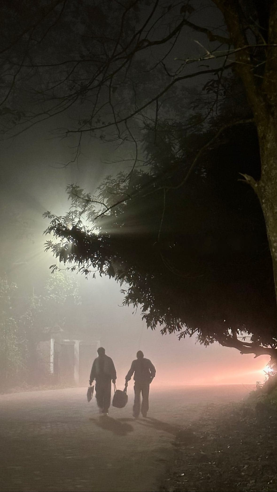 Foggy Duo